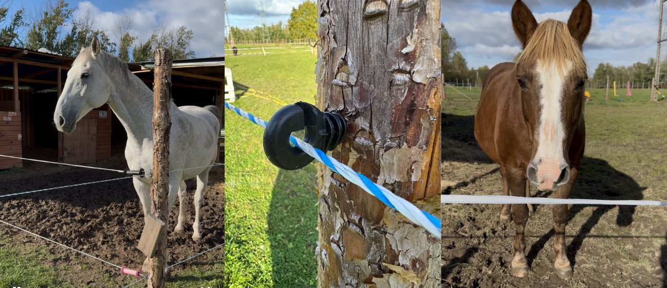 Ogrodzenie dla koni linka premium taśma premium