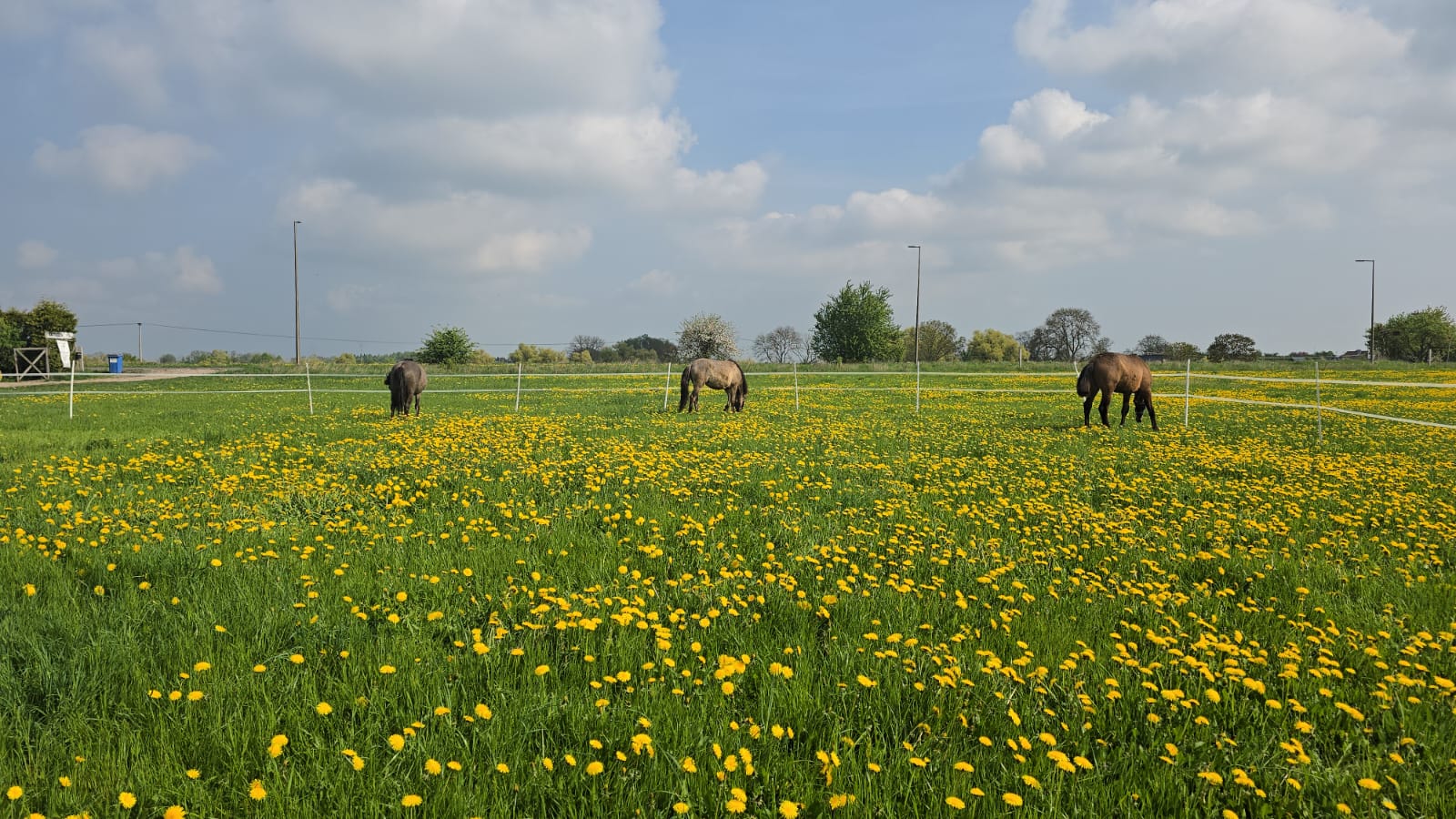 Dobrostan koni na padaokach i pastwiskach – jak utrzymywać konie?