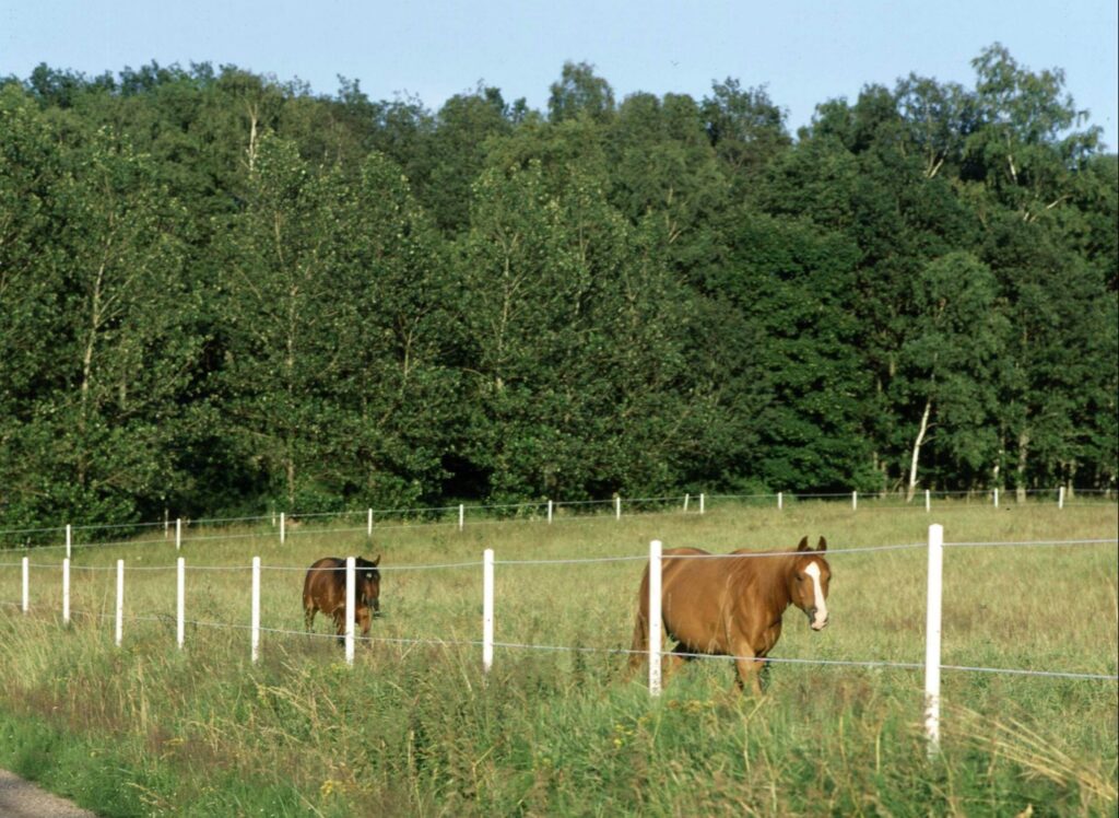 Jak prawidłowo zamontować pastuch dla koni?