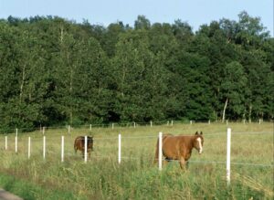 Jak prawidłowo zamontować pastuch dla koni?