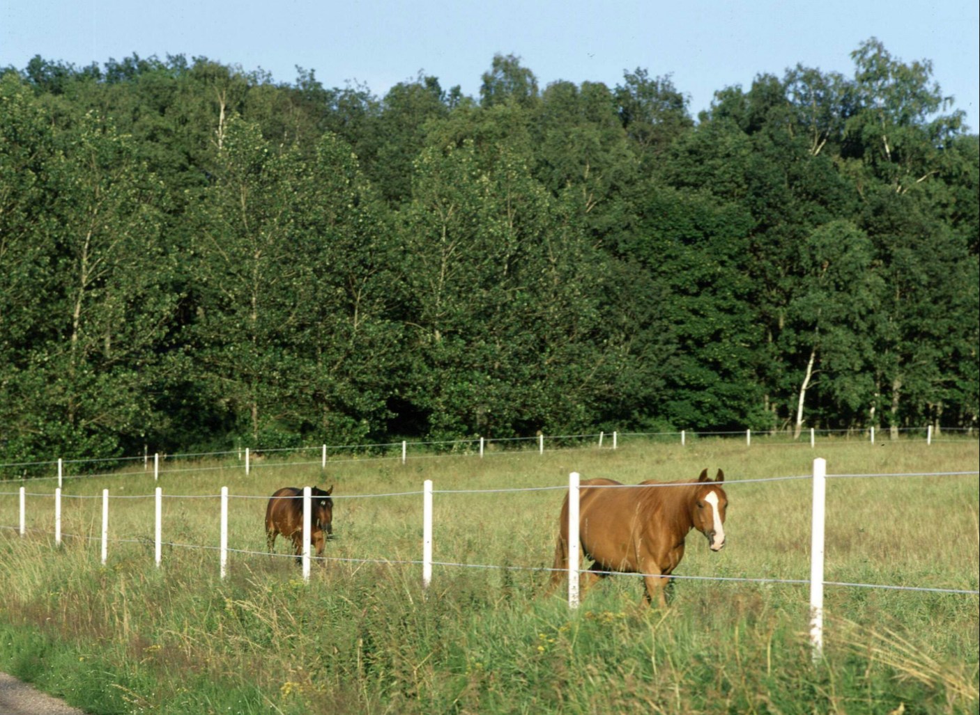 Jak prawidłowo zamontować pastuch dla koni?