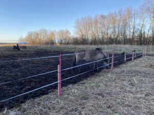 Ile kosztuje ogrodzenie elektryczne