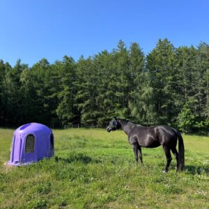 wyposażenie padoku dla koni paśniki na siano - bezpieczna przestrzeń